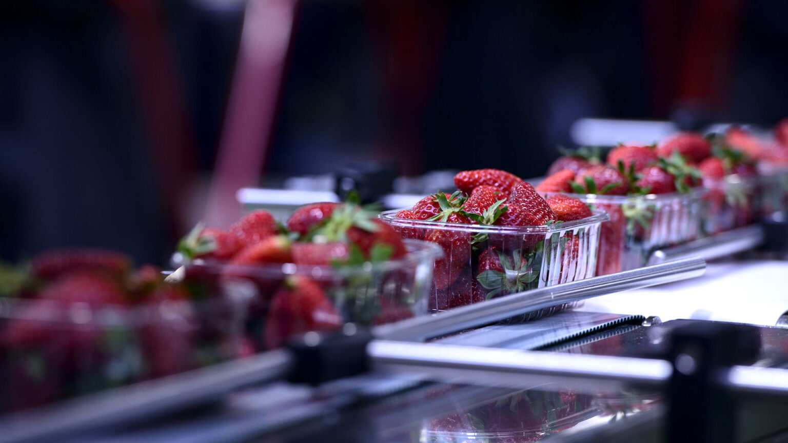 Fruits_404009323